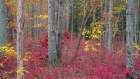 USA, New Jersey, Pine Barrens National Preserve. Forest scenic in autumn. Art Print